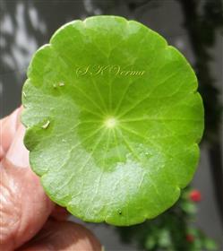  Leaf (Adaxial view)